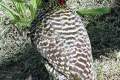 Tiere