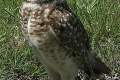 Tiere