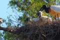 Jabiru-Storch