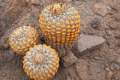 Schwiegermutterstuhl-Kaktus (Echinocactus grusonii)