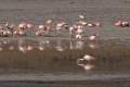 Laguna Grande, 14' - 18'000 Flamingos leben hier