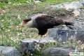 Tiere
