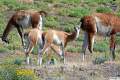 Guanacos
