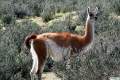 Guanacos