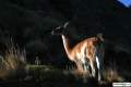 Guanaco im Morgenlicht