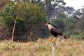 Caracara
