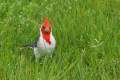 Cardenal rojo